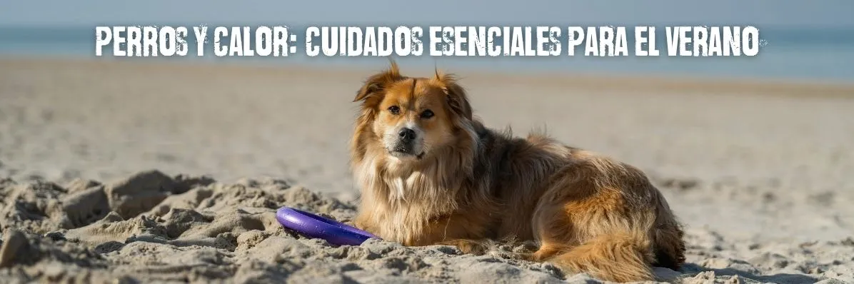 como cuidar a tu perro en verano, temperaturas que puede soportar tu perro, proteger a tu perro en verano, Perros y calor: cuidados esenciales para el verano